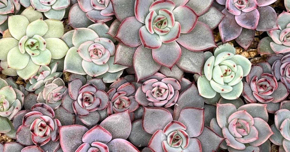 How Will Succulents Grow Indoors: A Comprehensive Guide
