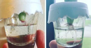 How Will Succulents Grow in Water: A Step-by-Step Guide