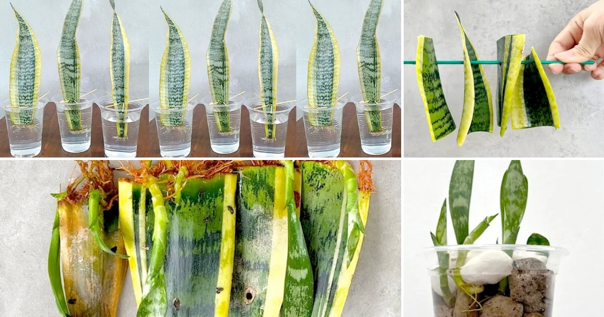 Unveil the Magic of Home Gardening: Garlic and Snake Plant Wonders