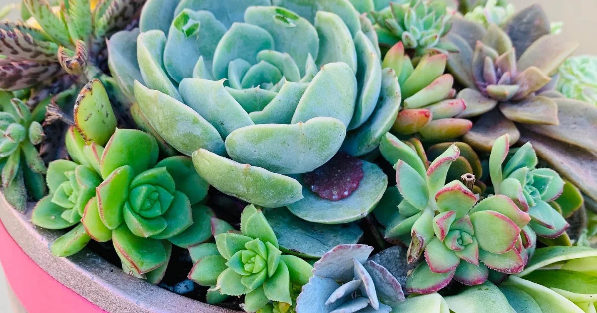 Will Succulents Die in the Cold? How to Protect Them