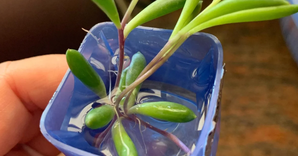 Will Succulents Root in Water?