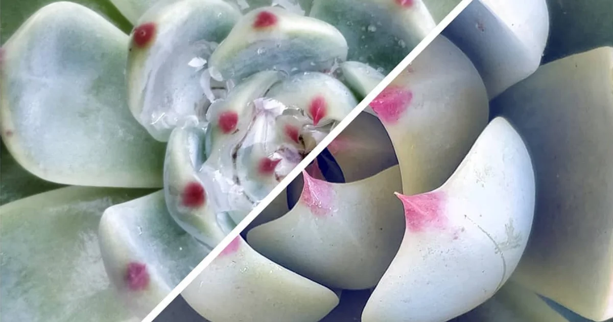 How Succulents Will Survive a Freeze